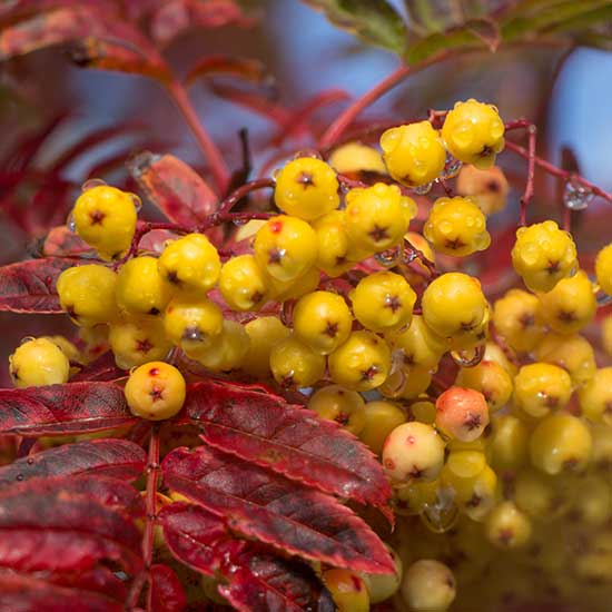 Sorbus 'Joseph Rock' (Mountain Ash Tree) - Click Image to Close