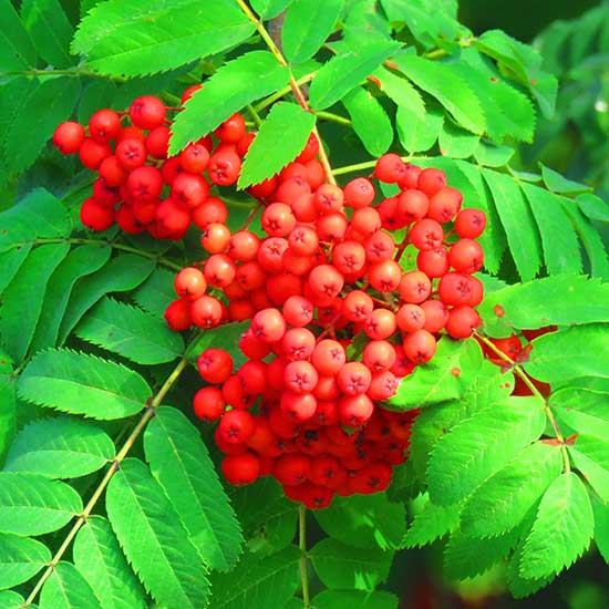 Sorbus aucuparia (Common Mountain Ash Tree) - Click Image to Close