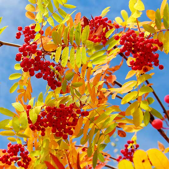 Sorbus discolor (Mountain Ash Tree) - Click Image to Close