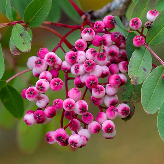 Sorbus hupehensis 'Pink Pagoda' (Mountain Ash Tree) - Click Image to Close