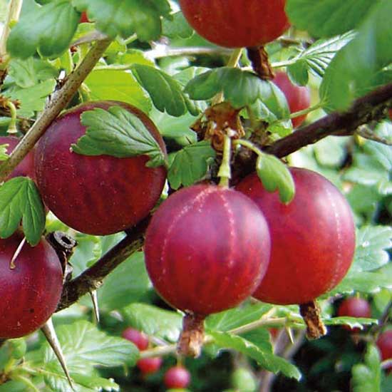 Standard Gooseberry 'Hinnonmaki Red' (Pot Grown) - Click Image to Close