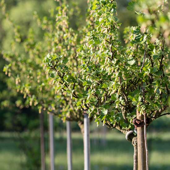 Standard Gooseberry 'Invicta' (Pot Grown) - Click Image to Close