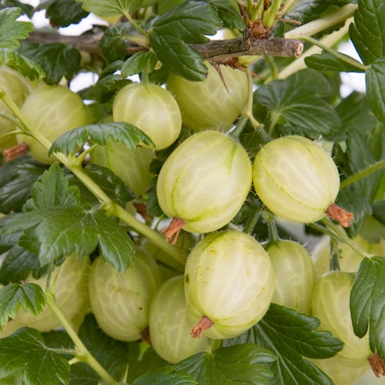 Standard Gooseberry 'Invicta' (Pot Grown) - Click Image to Close