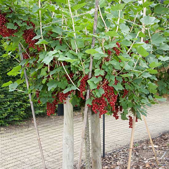 Standard Redcurrant 'Jonkheer Van Tets' (Pot Grown) - Click Image to Close