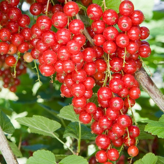 Standard Redcurrant 'Jonkheer Van Tets' (Pot Grown) - Click Image to Close