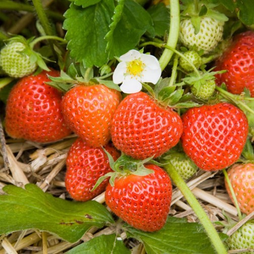 Strawberry Plants 'Cambridge Favourite' (12 plants) - Click Image to Close