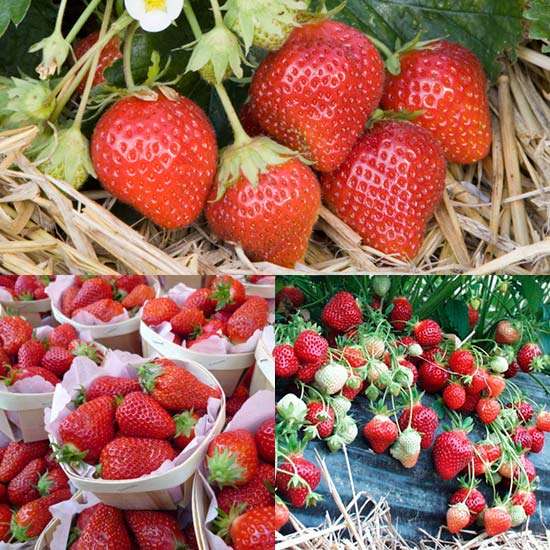 French Gourmet Strawberry Collection (18 plants) - Click Image to Close