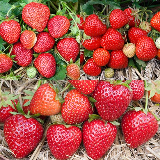 Summer Strawberry Plant Collection (18 plants) - Click Image to Close