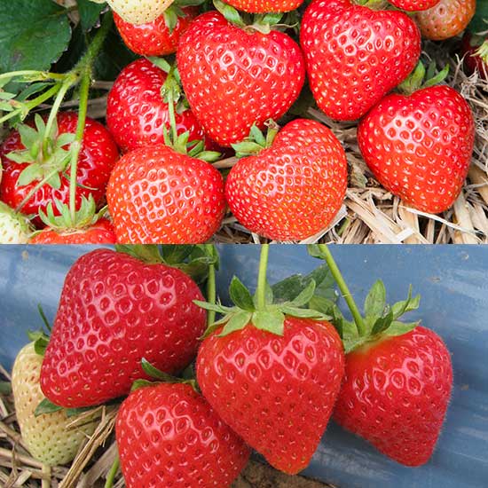 (image for) Best of British Strawberry Plant Collection (24 plants) - Click Image to Close