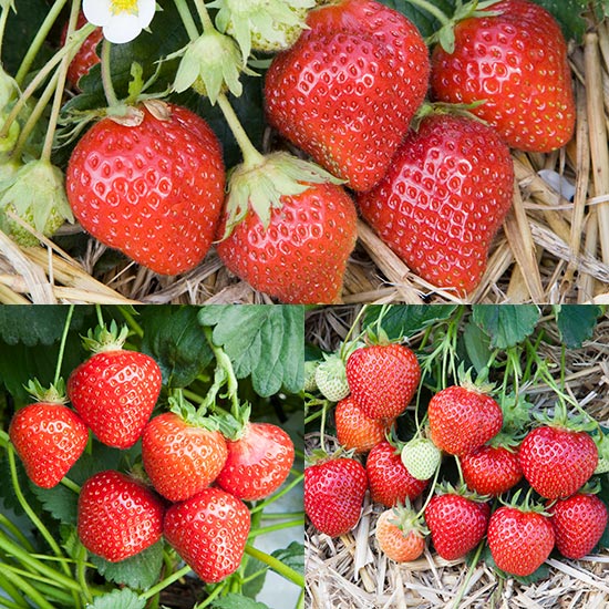 Long Season Strawberry Plant Collection (18 plants)