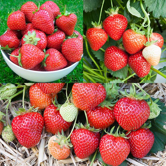 Long Season Strawberry Plant Collection (18 plants)