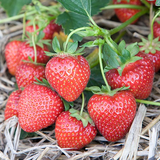 Strawberry Plants 'Cupid' (12 plants) - Click Image to Close