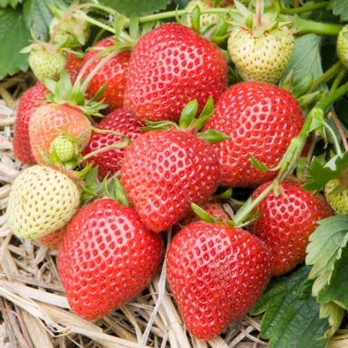Strawberry Plants 'Florence' (12 plants) - Click Image to Close