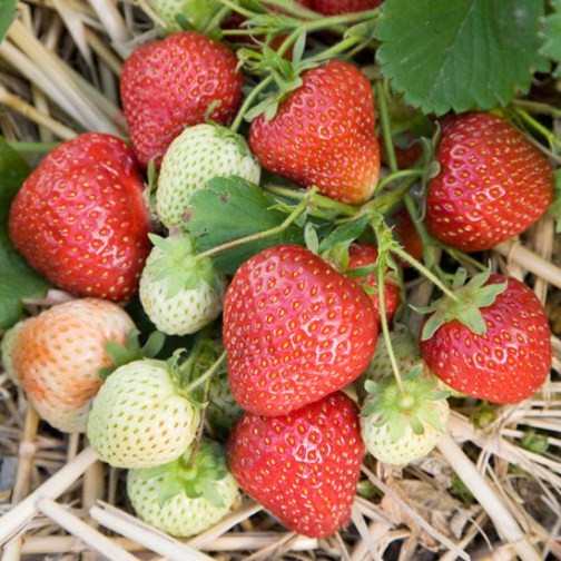 Strawberry Plants 'Honeoye' (12 plants) - Click Image to Close