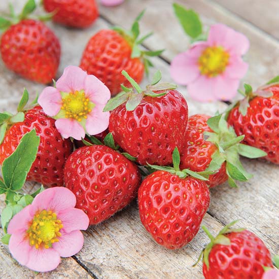 Strawberry Plants 'Just Add Cream' (6 plug plants) - Click Image to Close