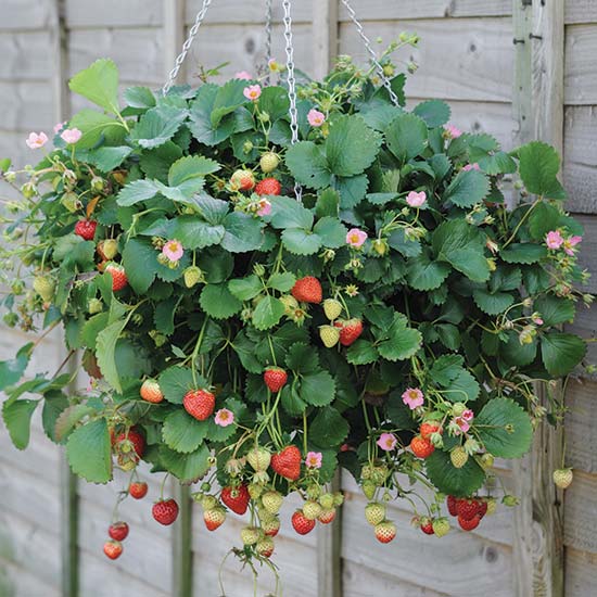 Strawberry Plants 'Just Add Cream' (18 plug plants) - Click Image to Close