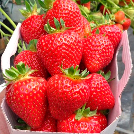 Strawberry Plants 'Magnum' (image for) Strawberry Plants 'Magnum'