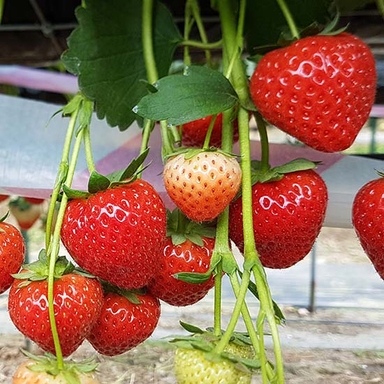 Strawberry Plants 'Malling Allure' (12 plants) - Click Image to Close