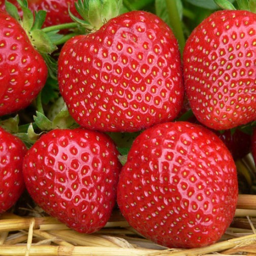 Strawberry Plants 'Malwina' (12 plants) - Click Image to Close