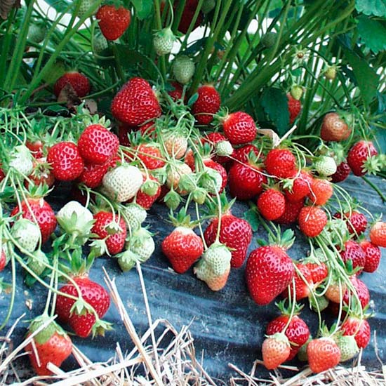 Strawberry Plants 'Manille' (12 plants) - Click Image to Close