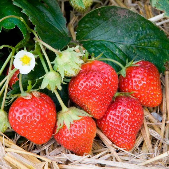 Strawberry Plants 'Mara des Bois' (12 plants) - Click Image to Close