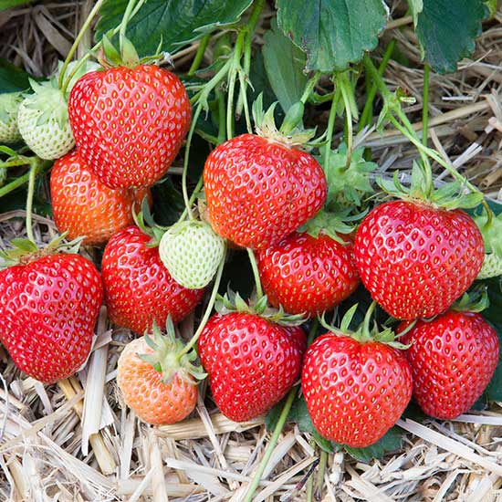 Strawberry Plants 'Marshmello' (12 plants) - Click Image to Close