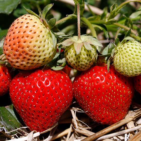 Strawberry Plants 'Ostara'