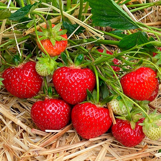 Strawberry Plants 'Rendevous' (12 plants) - Click Image to Close