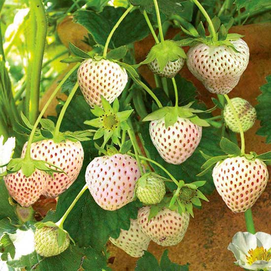 Strawberry Plants 'Snow White' (12 plants)