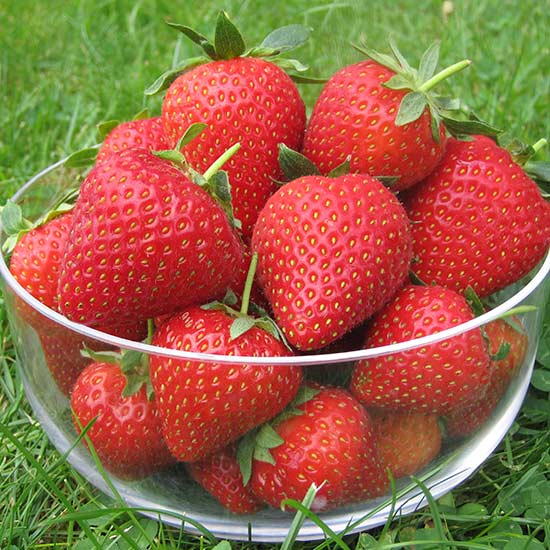 Strawberry Plants 'Vibrant' (12 plants) - Click Image to Close