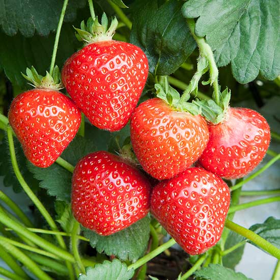 Strawberry Plants 'Malling Centenary' (10 SuperCrowns) - Click Image to Close