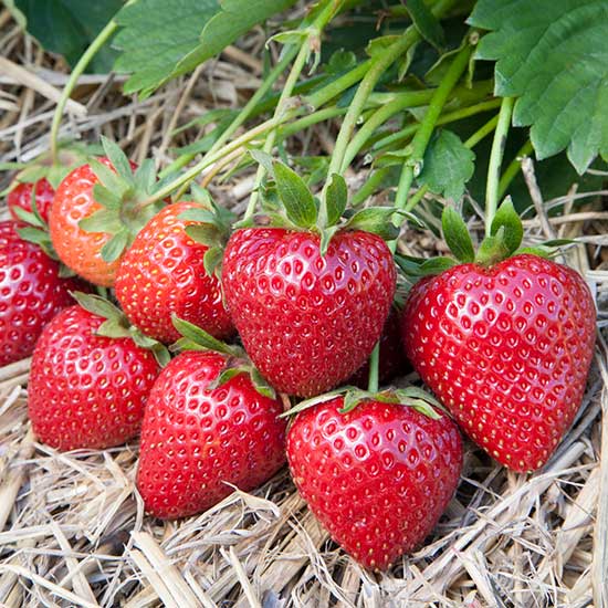 Strawberry Plants 'Vibrant' (10 SuperCrowns) - Click Image to Close