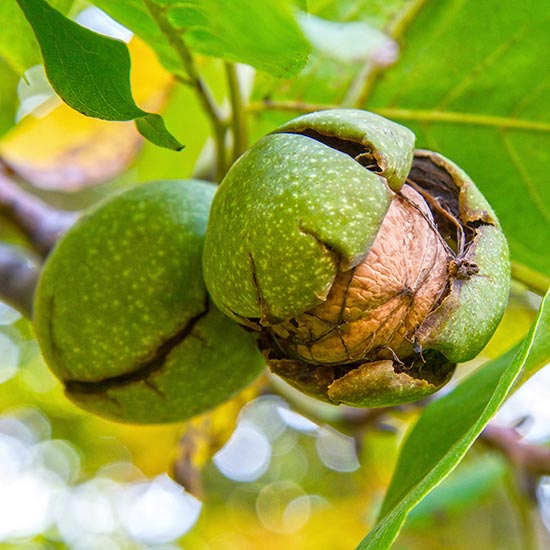Walnut Tree 'Buccaneer'