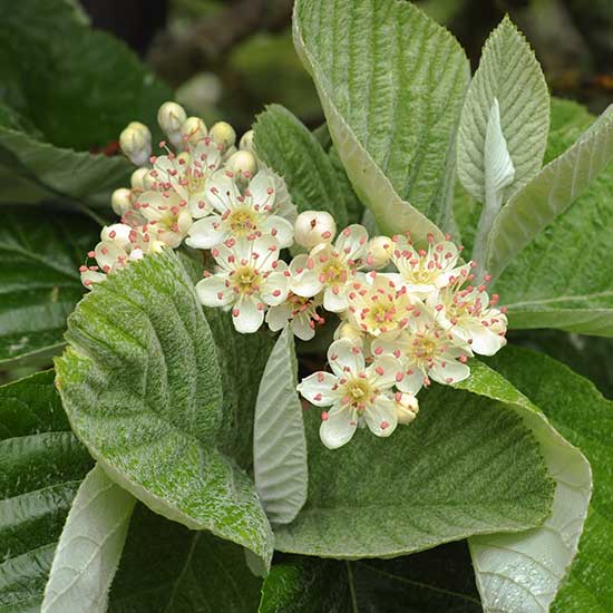 Sorbus aria 'Lutescens' (Whitebeam Tree) - Click Image to Close