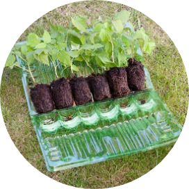 Cell Grown Raspberries