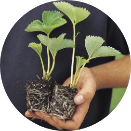 Strawberry plants (Misted Tips)