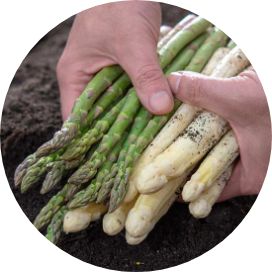 Asparagus crowns