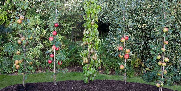 Cordon Fruit Trees