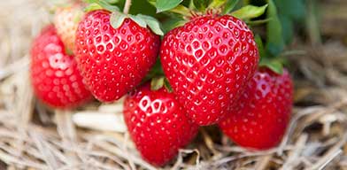 Strawberry Plants