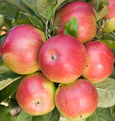 (image for) Apple & Pear Trees