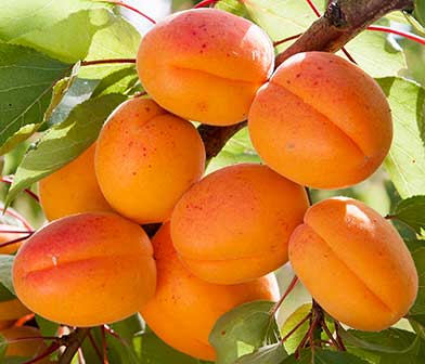 Fruit & Nut Trees
