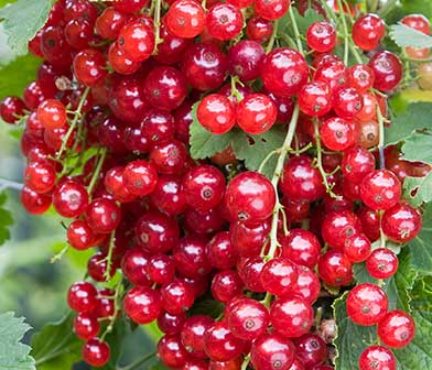 Soft Fruit Plants & Vines