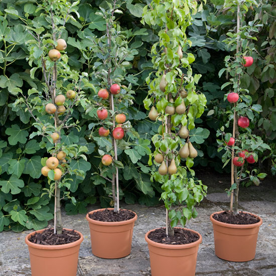 Cordon fruit trees growing in pots