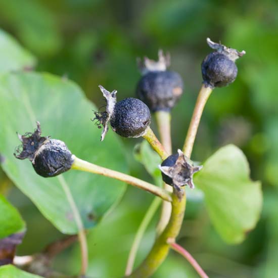 Young pear fruitlets infested with pear midge