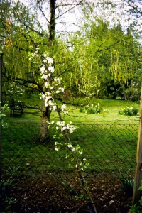 A young cordon plum tree in blossom.