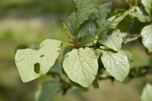 Silver Leaf infects the wood through wounds and causes silvering of the leaf folliowed by death of the branch.