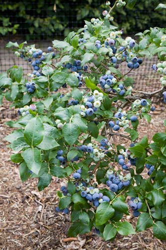 Young blueberry bush growing in a fruit cage