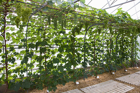 The Rod & Spur System - Grape Vines growing under glass at the RHS gardens, Wisley