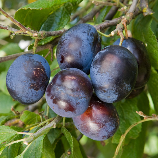 Merryweather Damson is sweet enough to be used as a dessert plum when fully ripe.