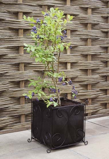 A Vigoroot Planter will enable the roots to develop without spiralling